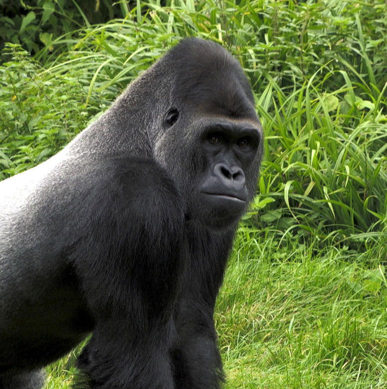 Win Family Annual Pass for Paignton Zoo Competition Fox