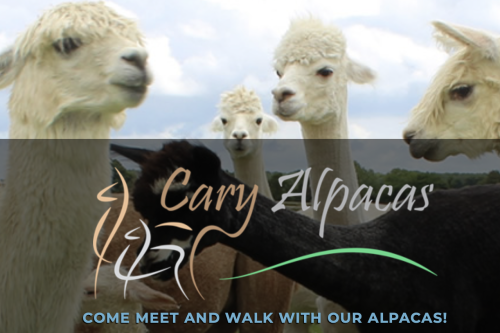 WIN A FAMILY ALPACA EXPERIENCE AT CARY ALPACAS YEOVIL FOR 2 ADULTS AND 2 CHILDREN