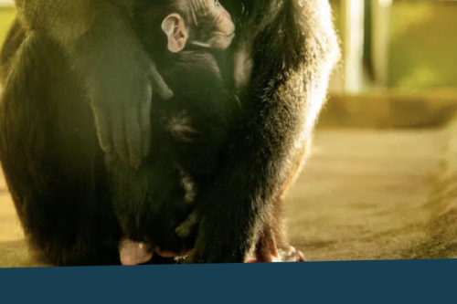 ZOO KEEPER FOR A DAY FOR 2 PEOPLE AT PAIGNTON ZOO