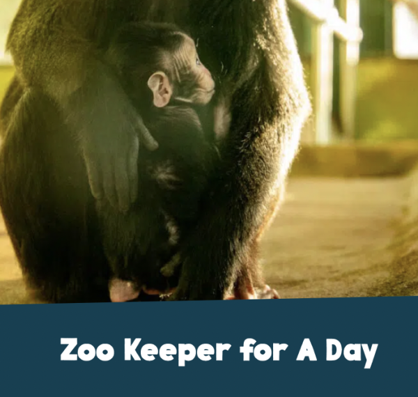 ZOO KEEPER FOR A DAY FOR 2 PEOPLE AT PAIGNTON ZOO Competition Fox