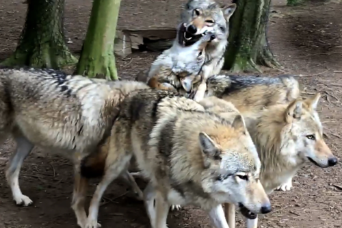 Win A Wolf Feeding Encounter for 2 at Wildwood Escot, Ottery St Mary