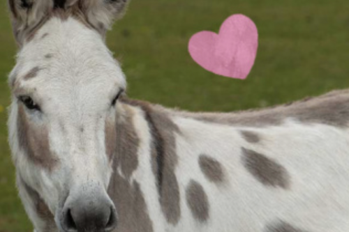 FREE GIVE AWAY - 2 X WINNERS - WIN A YEARS DONKEY ADOPTION