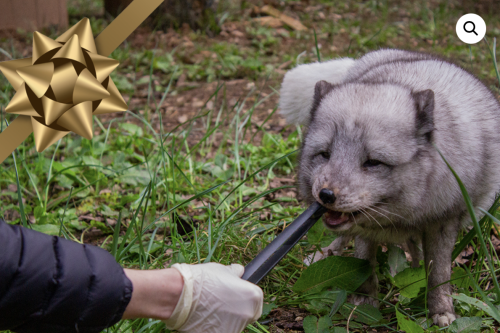 Arctic Fox Feeding Encounter Voucher for 2 people – Wildwood Escot Devon