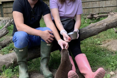 An Otter Experience For Two at the Dartmoor Otter Sanctuary