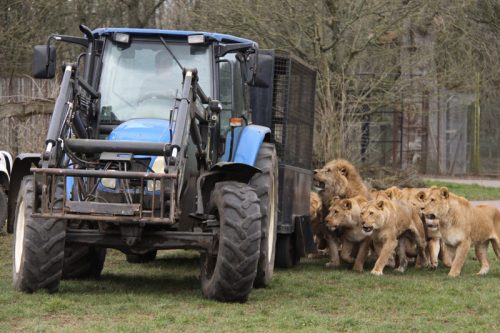 WIN A BIG CAT FEED VIP EXPERIENCE AT LONGLEAT FOR 2