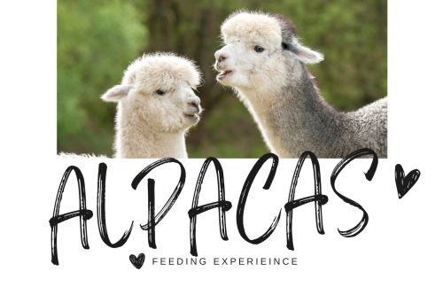 AUTO WIN - WIN A FAMILY ALPACA EXPERIENCE FOR 2 ADULTS AND 2 CHILDREN - 18/04