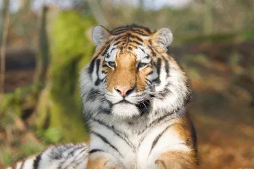 Tiger Encounter for Two at Dartmoor Zoo - 18/05