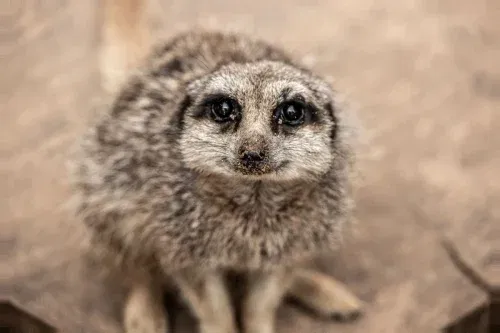 Walk on the Wild Side and Meet the Animals for Two at Dartmoor Zoo - 31/05