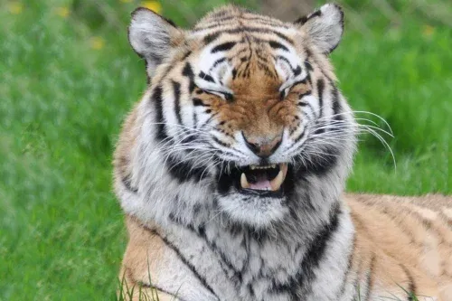 AUTO WIN - Tiger Encounter for Two at Dartmoor Zoo - 25/06