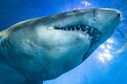 WIN £100 PLYMOUTH AQUARIUM GIFT CARD