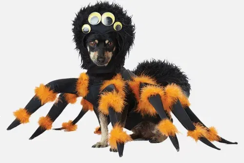 AUTO WIN - Spider Dog Costume - 24/09