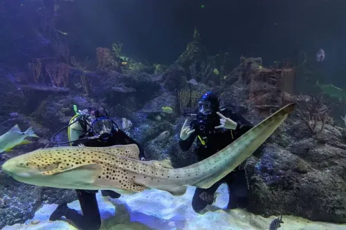 AUTO WIN - Dive with Sharks at Skegness Aquarium - 16/09