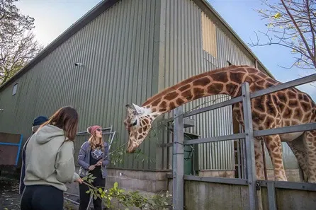 AUTO WIN-Paignton Zoo Meet and Feed the Giraffes with Entry Ticket FOR ...