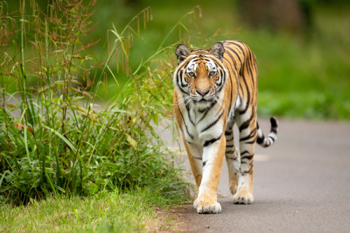 TIGER FEEDING VIP EXPERIENCE AT LONGLEAT- UP TO 4 GUEST