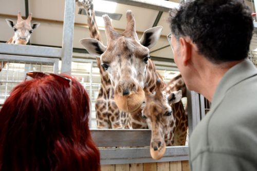 LONGLEAT GIRAFFE VIP EXPERIENCE FOR 2 PEOPLE -AUTO WIN