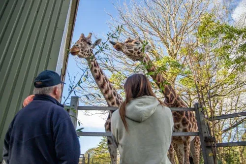Paignton Zoo Meet and Feed the Giraffes with Entry Tickets for Two