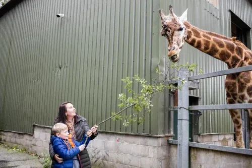 GIRAFFE EXPERIENCE WITH DAY PASS FOR PAIGNTON ZOO-AUTO WIN-04/09
