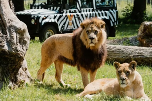 Lion VIP Experience at Long Leat for 2-AUTO WIN 25/01