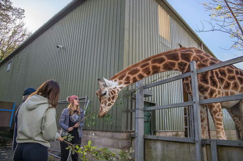 Paignton Zoo Meet and Feed the Giraffes with Entry Tickets for Two-AUTO WIN 12/02