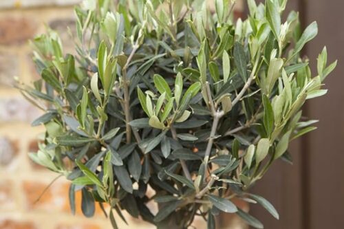 2 XHardy Ornamental Olive Tree , Mediterranean Olive Tree for Gardens Patios and Decking, Ornamental Trees for Gardens