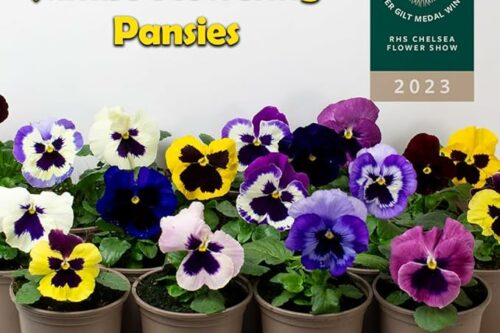 9 x Jumbo Flowering Pansies - Grow Your own Winter Flowering Bedding, Garden Ready & Each Delivered in Plant Pot, Outdoor Plants Great for Hanging Basket or Gifts-AUTO WIN