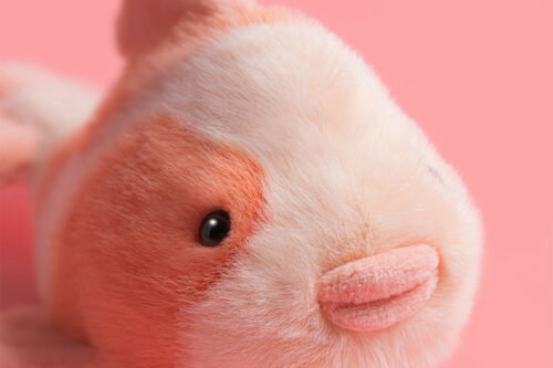 Jellycat Fancy Carp-AUTO WIN 29/05