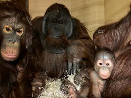 WIN FAMILY TICKETS FOR PAIGNTON ZOO- AUTO WIN 08/07