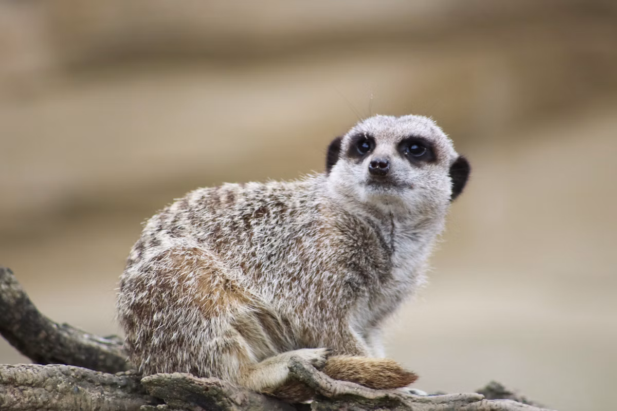 One Night Break at Sudbury House Hotel and Millets Wildside Meet and Feed the Meerkats for Two-AUTO WIN 23/08