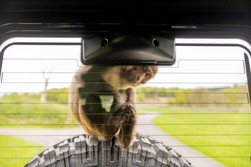 LONGLEAT BRONZE VIP SAFARI TOUR VOUCHER FOR 2-AUTO WIN 04/09